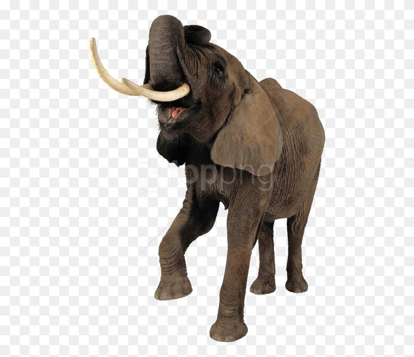 480x664 Elefante Png / Elefante Hd Png