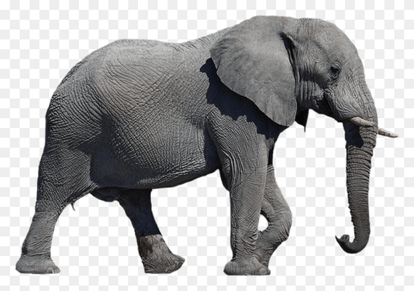 850x579 Бесплатные Изображения Слона Прозрачный Слон, Дикая Природа, Млекопитающее, Животное Hd Png Скачать