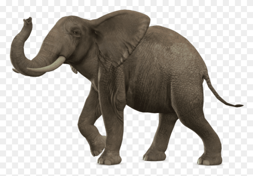 783x528 Elefante Png
