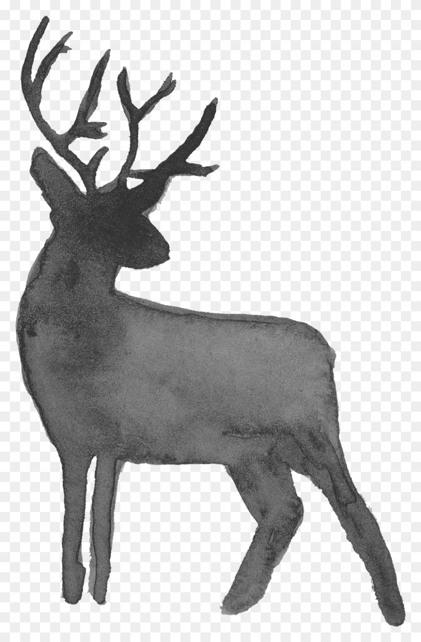 805x1259 Elk, Ciervo, La Vida Silvestre, Mamífero Hd Png