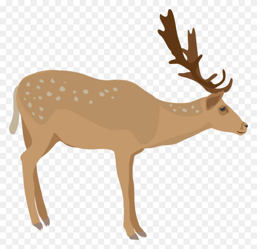 850x822 Free Elk Images Background Images Elk, Deer, Wildlife, Mammal HD PNG Download