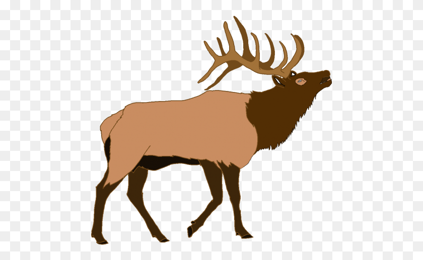 480x457 Free Elk Images Transparent Transparent Elk, Wildlife, Animal, Mammal HD PNG Download