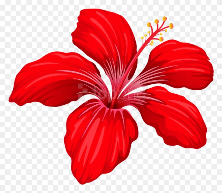 822x706 Free Exotic Red Flower Images Background Red Flower Clipart Transparent, Plant, Flower, Blossom HD PNG Download