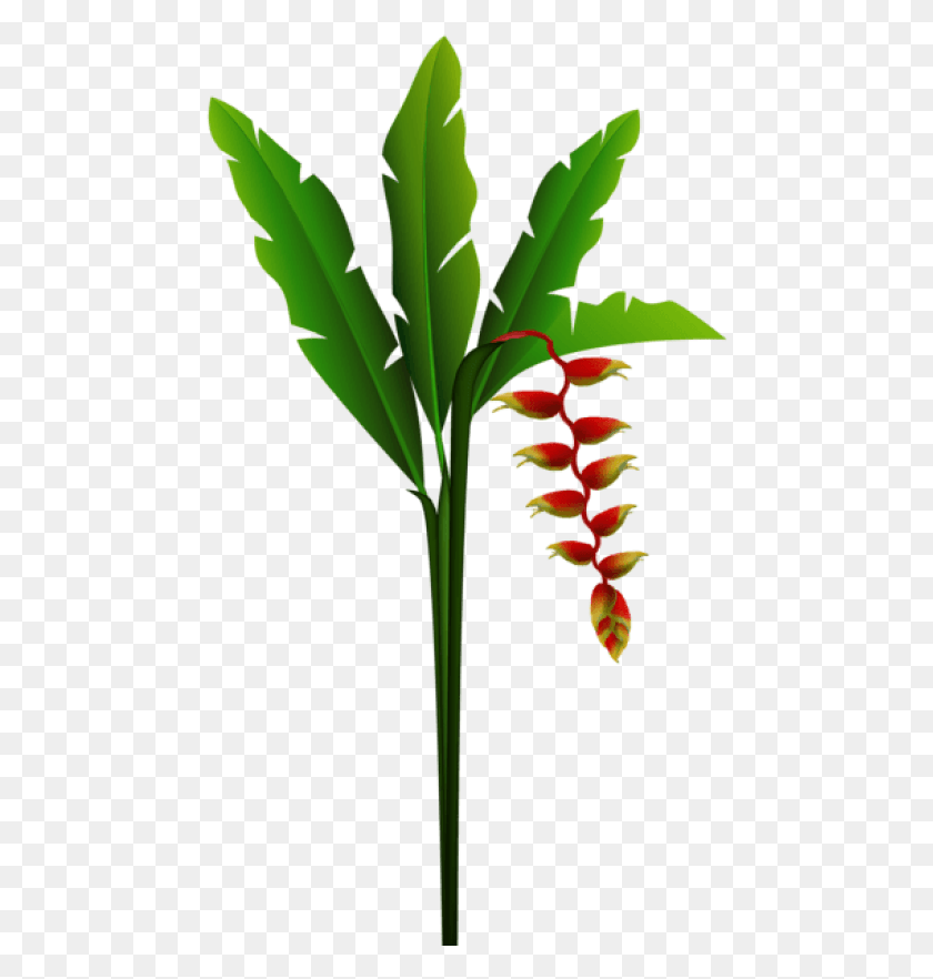 470x822 Бесплатные Изображения Экзотических Красных Тропических Цветов Тропический Цветок, Растение, Цветение, Амариллидовые Png Скачать