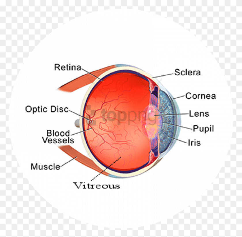 850x833 Free Eye Clipart Images Background Ectopia Lentis, Diagram, Plot HD PNG Download
