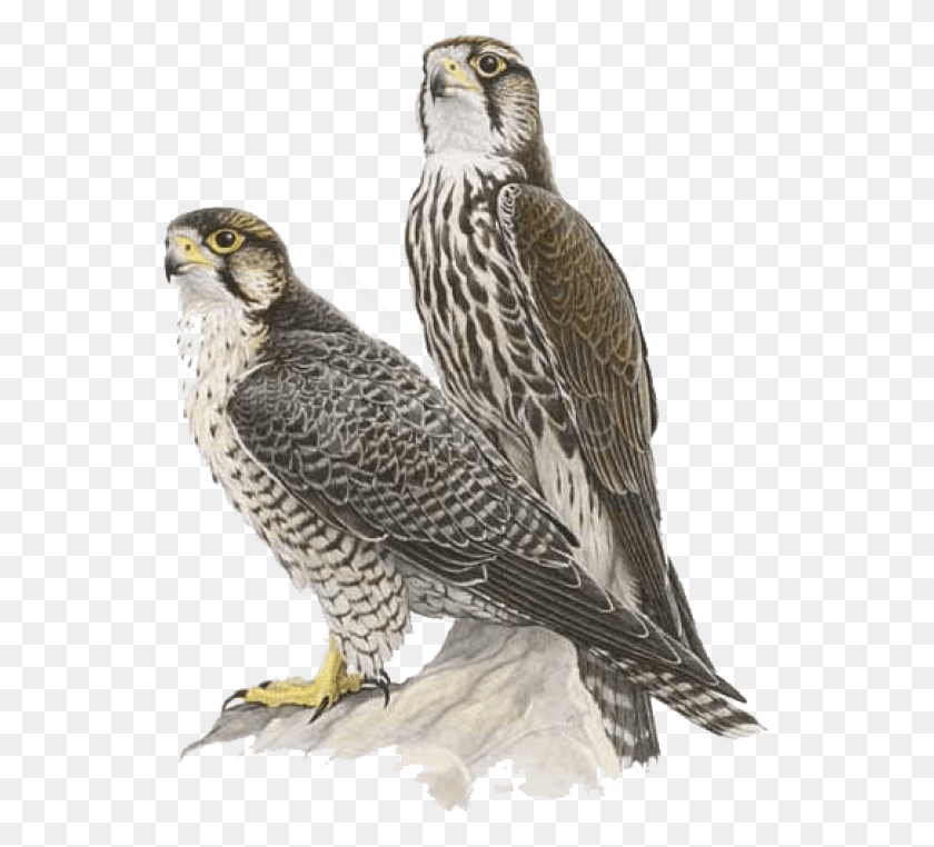 547x702 Free Falcon Images Background Lanner Falcon Vs Peregrine Falcon, Bird, Animal, Accipiter HD PNG Download