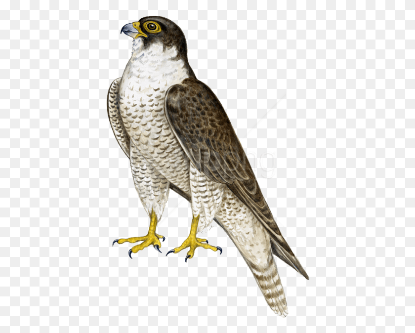 414x614 Free Falcon Images Background Peregrine Falcon Transparent Background, Bird, Animal, Buzzard HD PNG Download