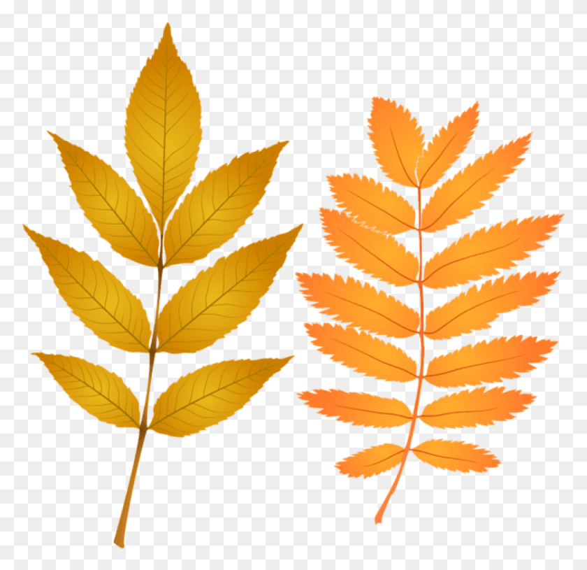 838x812 Free Fall Leaves Clipart Photo Autumn, Leaf, Plant, Green HD PNG Download