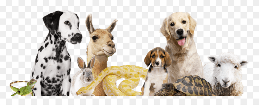 1028x371 Free Family Event English Foxhound, Sheep, Mammal, Animal HD PNG Download