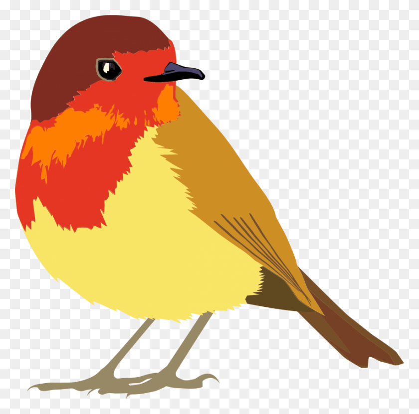 851x842 Free Favn Bird Images Background Bird Robin, Finch, Animal, Jay HD PNG Download