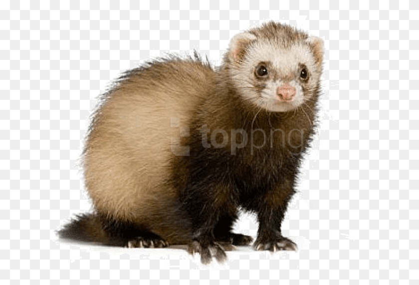 650x511 Free Ferret Images Transparent Ferret A Rodent, Rat, Mammal, Animal HD PNG Download