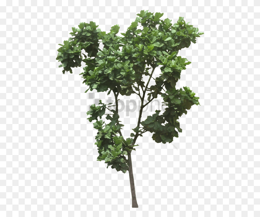 480x640 Descargar Png / Árbol De Ficus Lyrata Png