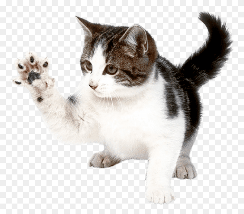 850x737 Free Fighting Cat Images Background Kitten, Manx, Pet, Mammal HD PNG Download