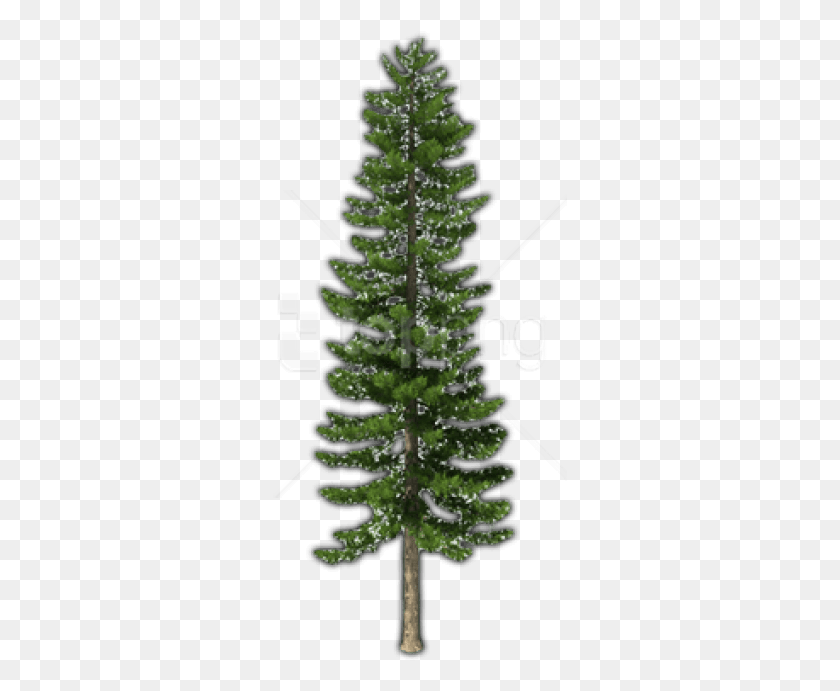 295x631 Free Fir Tree Images Background Pine Tree Transparent, Plant, Pine, Abies HD PNG Download