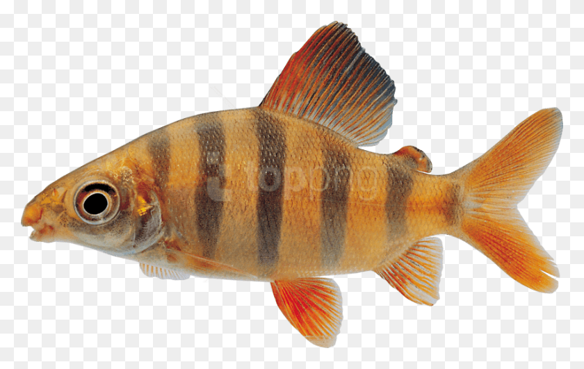 850x514 Бесплатные Изображения Рыбы Фоновые Изображения Рыба Прозрачная, Животное, Окунь Hd Png Скачать
