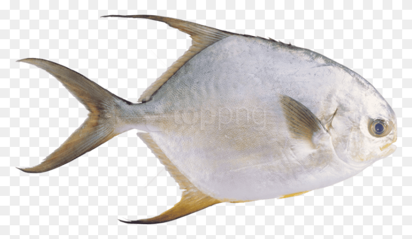 850x467 Free Fish Images Transparent Ribi Prozrachnij Fon, Animal, Bird, Sea Life HD PNG Download