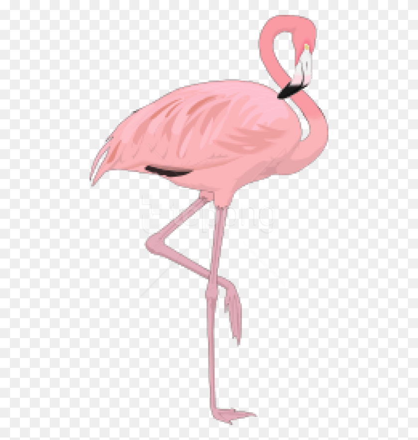 480x825 Free Flamingo Images Background Flamingo Transparent, Bird, Animal, Lamp HD PNG Download