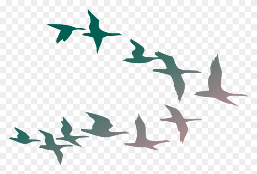 850x556 Free Flock Of Birds Images Background Cartoon Flock Of Birds, Animal, Flying HD PNG Download