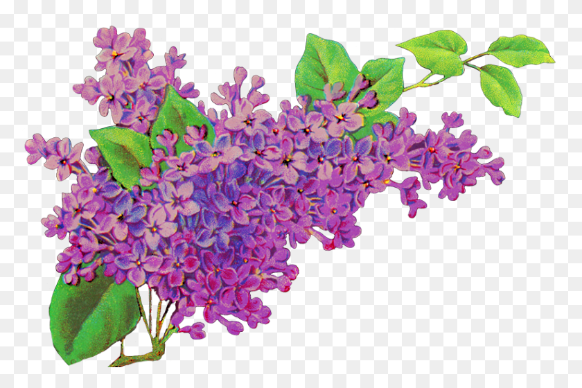 825x529 Free Flower Clipart Picture Royalty Free Library Lilac Flower, Plant, Blossom, Purple HD PNG Download