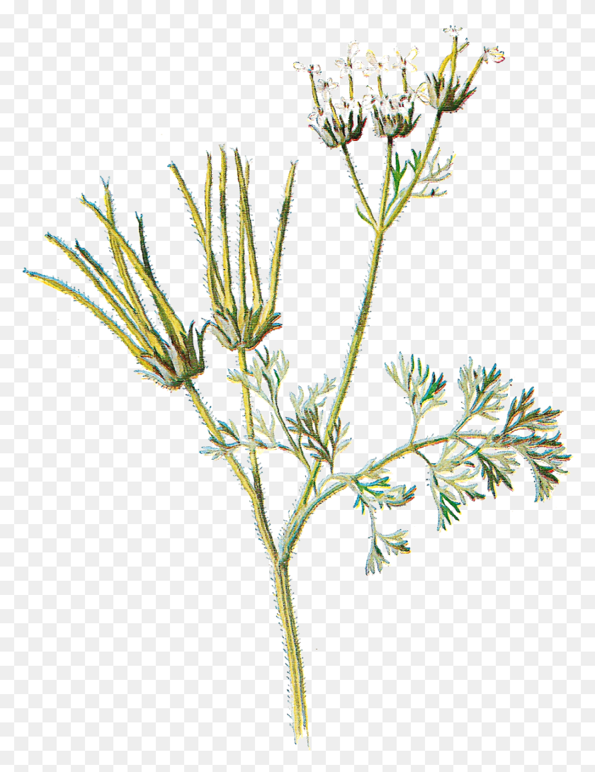 1056x1395 Цветочная Графика Полевой Цветок Бесплатно, Растение, Цветение, Apiaceae Hd Png Скачать