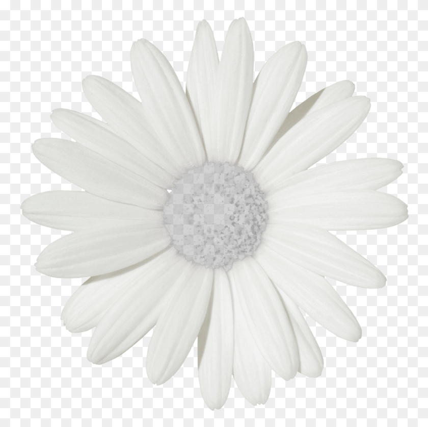 766x777 Free Flowers Transparent Tumblr Images Transparent Daisies, Plant, Daisy, Flower HD PNG Download