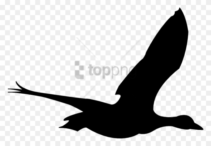 850x567 Free Flying Birds Animation Image With Transparent Flying Bird Gif, Animal, Bird HD PNG Download
