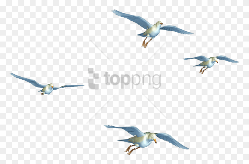 850x538 Aves Volando Png