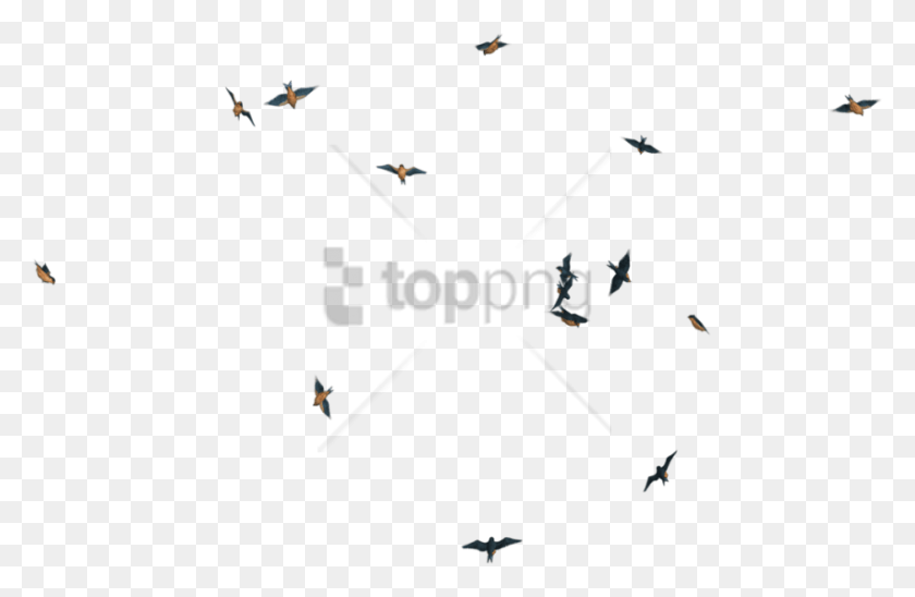 850x532 Png Изображение - Птицы, Летающие Мимо, Птицы, Животные, Текст Png.