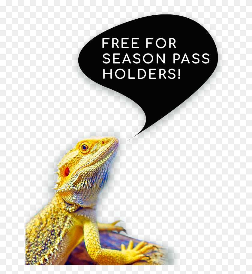 670x851 Free For Season Pass Lc Dragon Lizard, Reptile, Animal, Iguana HD PNG Download