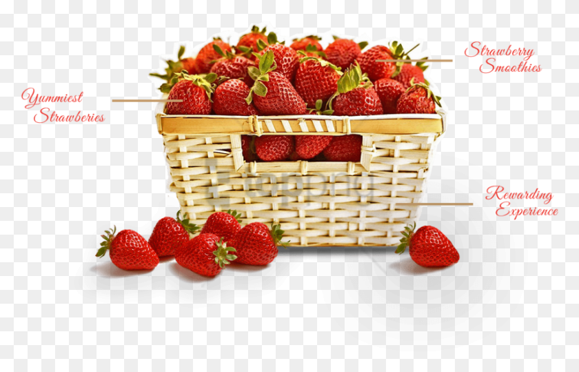 852x524 Free Format Big Strawberry, Fruit, Plant, Food HD PNG Download