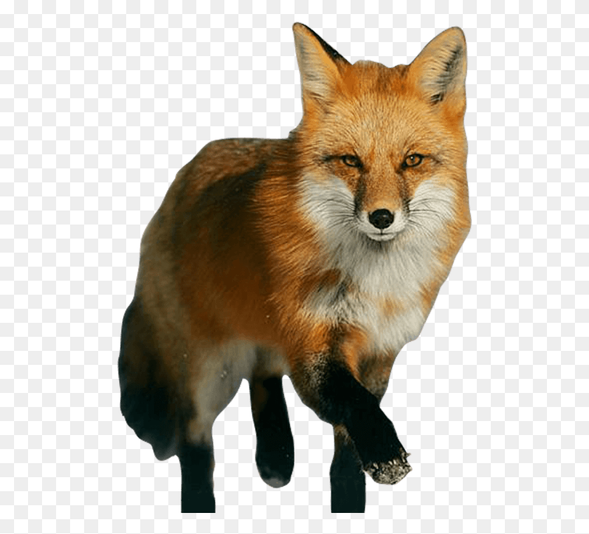 508x701 Free Fox Images Background Images Fox, Red Fox, Canine, Wildlife HD PNG Download
