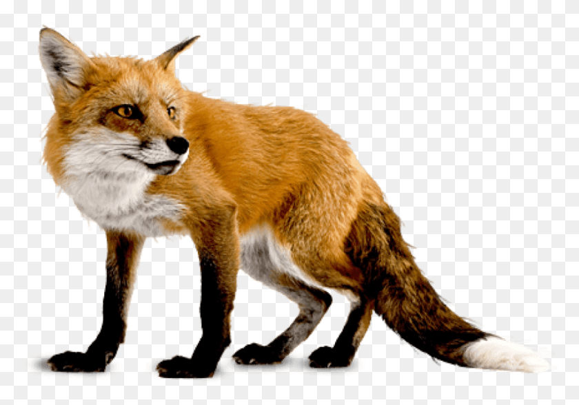 850x576 Free Fox Images Background Images Fox, Red Fox, Canine, Wildlife HD PNG Download