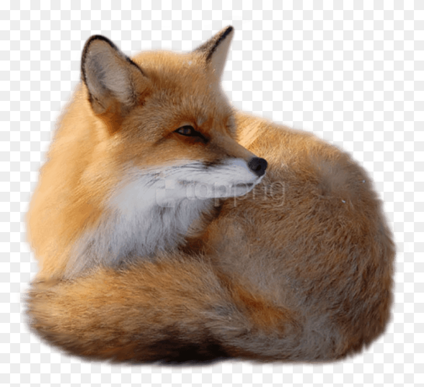 815x739 Free Fox Images Background Images Fox, Red Fox, Canine, Wildlife HD PNG Download