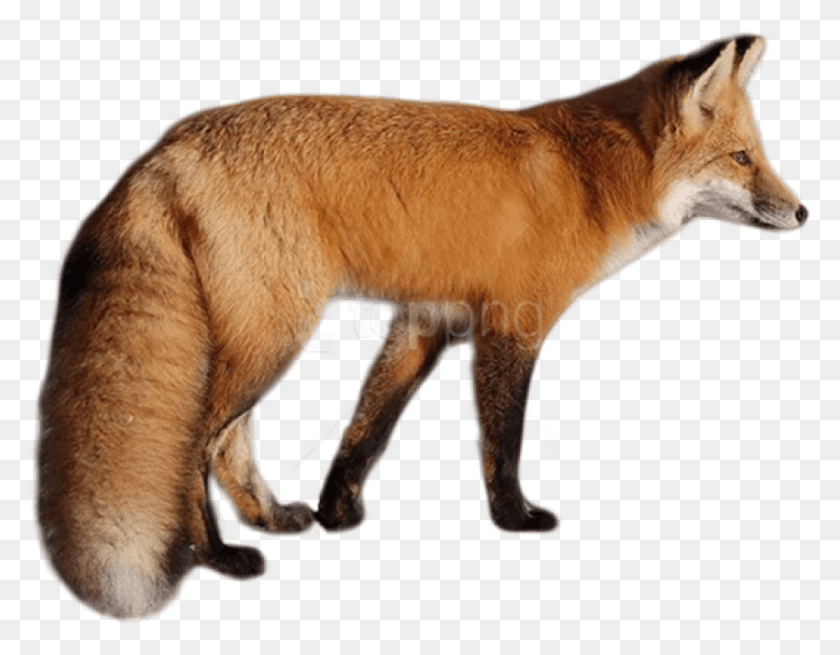 850x649 Free Fox Images Background Images Lisa, Red Fox, Canine, Wildlife HD PNG Download