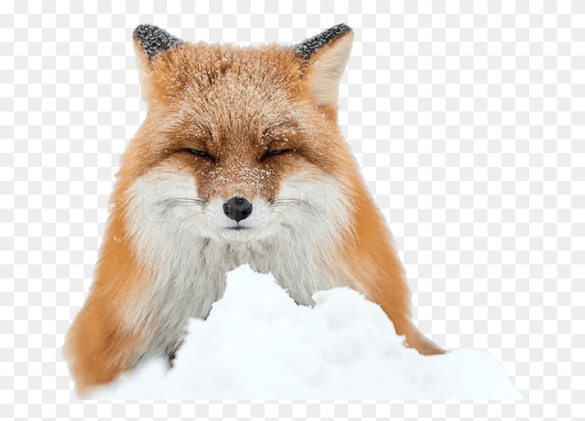 668x545 Free Fox Images Background Images Winter Fox, Red Fox, Canine, Wildlife HD PNG Download