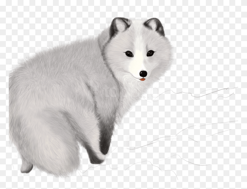 850x637 Free Fox Images Transparent Arctic Foxes, Wildlife, Animal, Mammal HD PNG Download