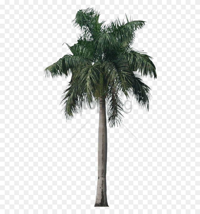 480x840 Бесплатные Иконки Королевская Пальма, Дерево, Растение, Пальма Hd Png Скачать