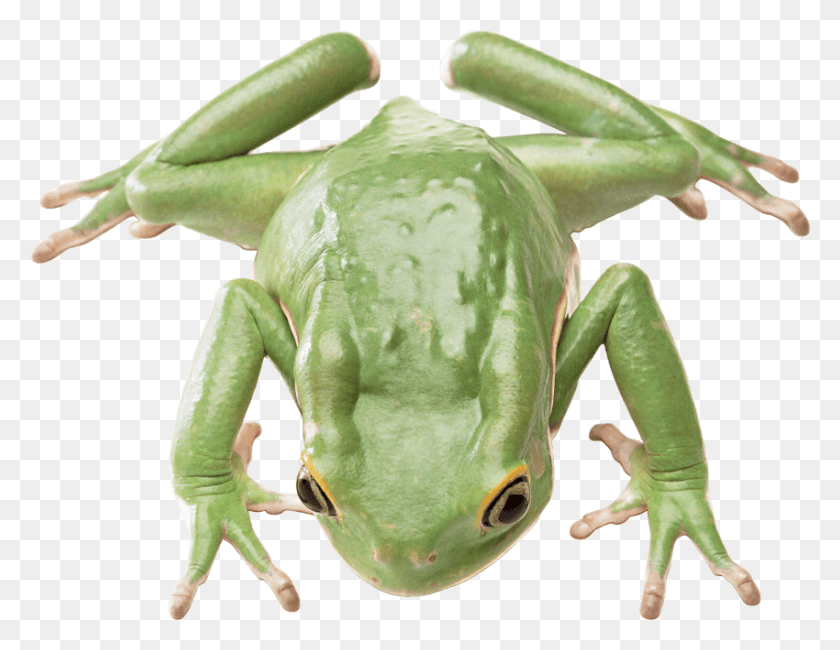 850x644 Imágenes De Rana, Anfibios, La Vida Silvestre, Animal Hd Png