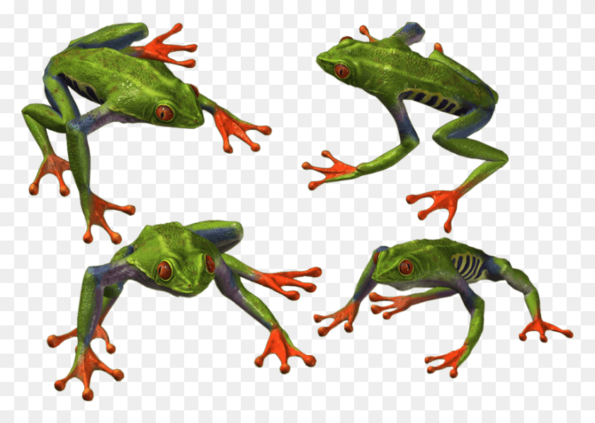 850x587 Free Frog Images Background Images Frog, Lizard, Reptile, Animal HD PNG Download