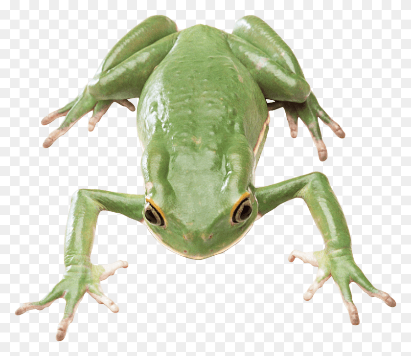 850x729 Бесплатные Изображения Лягушки Фоновые Изображения Зеленая Лягушка, Амфибия, Дикая Природа, Животное Hd Png Скачать