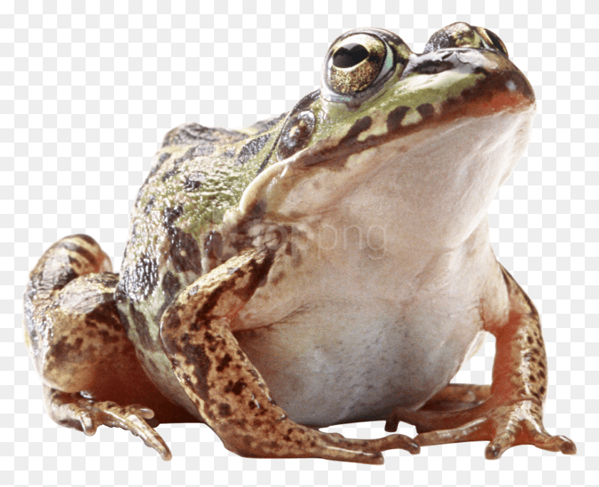 850x679 Free Frog Images Background Images Kill All Normies, Amphibian, Wildlife, Animal HD PNG Download