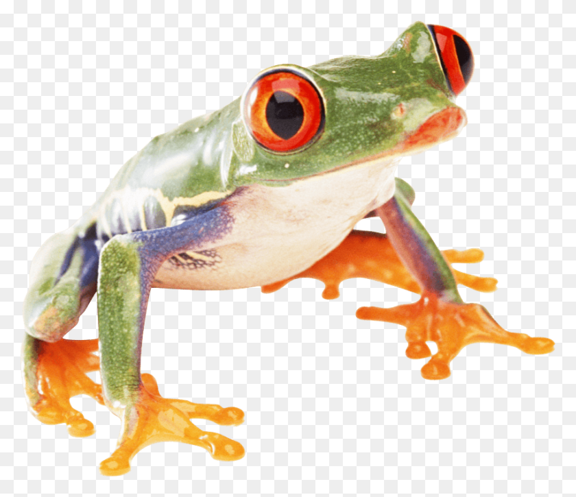 850x725 Free Frog Images Background Images Tree Frog Transparent Background, Amphibian, Wildlife, Animal HD PNG Download