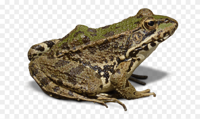 667x441 Free Frog Images Transparent Frog No Background, Lizard, Reptile, Animal HD PNG Download