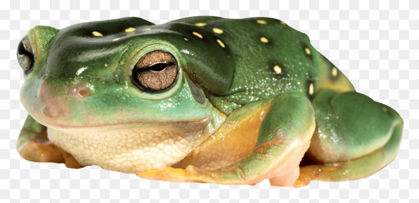 793x354 Free Frog Images Transparent Transparent Frog, Amphibian, Wildlife, Animal HD PNG Download