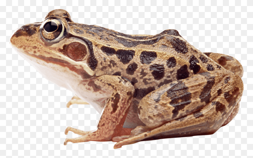 850x509 Free Frog Images Transparent Wood Frog, Amphibian, Wildlife, Animal HD PNG Download