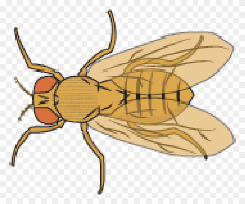 850x697 Free Fruit Fly Images Background Fruit Flies, Insect, Invertebrate, Animal HD PNG Download