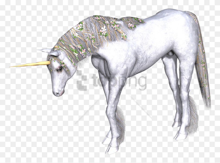 775x561 Free Full White Unrn Head Down Image With Transparent Unicorn With Head Down, Horse, Mammal, Animal HD PNG Download