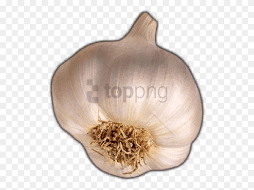 519x567 Free Garlic Image With Transparent Background Garlic, Plant, Vegetable, Food HD PNG Download