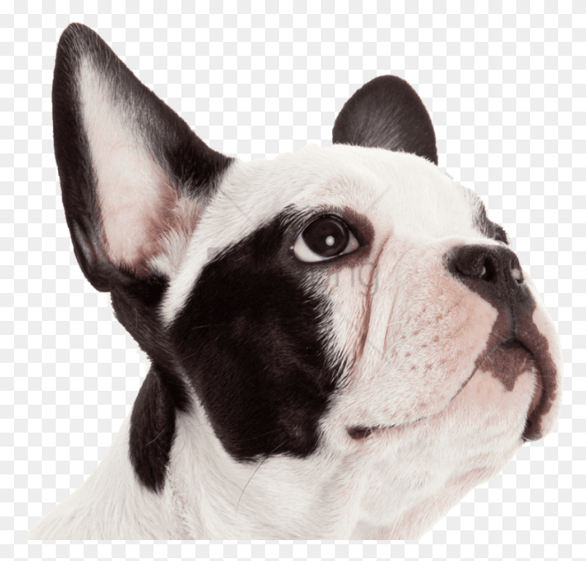 850x811 Free Get Pet Insurance Image With Transparent, Dog, Canine, Animal HD PNG Download