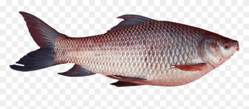 779x309 Descargar Pngghol Fish Images Background Rohu Fish Nombre Tamil, Animal, Mullet Fish, Sea Life Hd Png